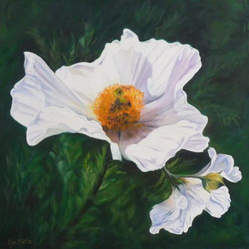 White Poppy 