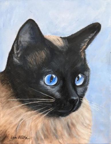 A Siamese Cat