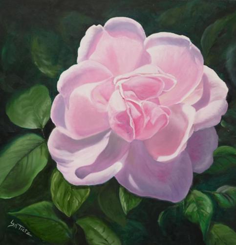 Big Pink Rose - 18x18 oil