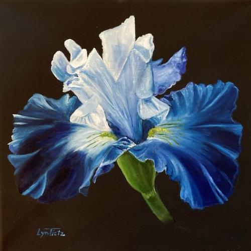 Blue Iris