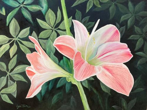 Pink Amaryllis